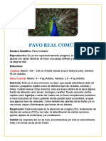 Pavo Real Imprimir