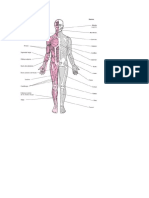 Procedimientos Del Sistema Musculoesquelético