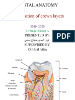 Composition of Crown Layers: Dental Anatomy