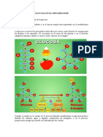 Monografia - Papel de La Glucosa en El Metabolismo