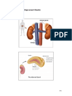 Adrenal Glands Diseases