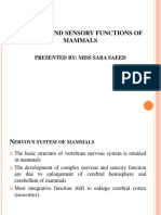 Nervous and Sensory Functions of Mammals: Presented By: Miss Saba Saeed