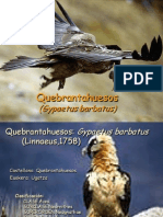 Quebrantahuesos