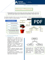 1° Reino Plantae Caracteristicas y Clasificación GT