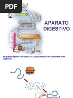 Fisiologia Digestiva