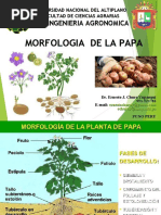 Morfología de La Papa