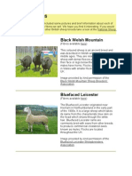 Sheep Breeds