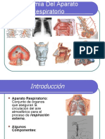 Anatomia Del Sistema Respiratorio 1