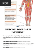 13) Arto Inferiore (II) 2016-2017