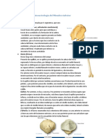 Osteoartrología Del M I