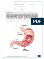 Anatomia 5