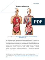 Anatomia