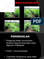 Penanaman Kangkung