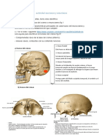 Tarea Anatomia