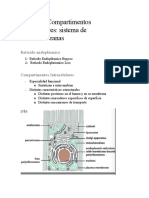 Tema 10 - Reticulo Endoplásmico Rugoso