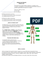 Sistema Óseo y Muscular