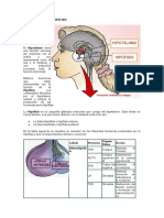 El Eje Hipotálamo