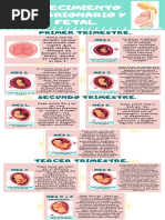 Infografia Embrionario y Fetal