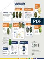 Infografía Dalbulus Maidis