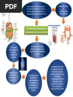 Proceso de Absorcion y Metabolismo de Los Nutrientes