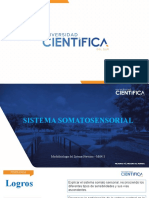 Sistema Somatosensorial