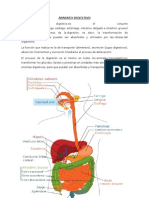 Aparato Digestivo y Respiratorio