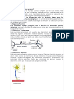 Qué Tipos de Neuronas Existen