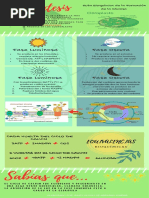 Infografía RUTAS METABOLICAS PDF