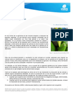 Plantas Transgénicas: DFV - B4L2 - Plantas - Uveg - Ok Versión: Diciembre 2015 Revisor: Alfredo Ramos V