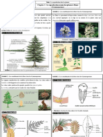 Chapitre - 1 La Reproduction Sexuée Des Plantes À Fleurs (Gymnospermes)