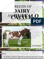 Ansci 1100 - Dairy Cattle