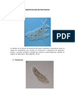 Identificación de Protozoos