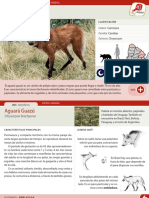 003 Aguara Guazu PDF