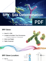 Sry Sex Determination