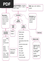 Achromobacter