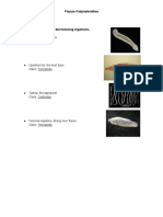 Dugesia, The Planaria Class: Turbellaria: Phylum Platyhelminthes