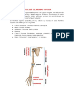 Anatomia Miembros Superiores y Cuello.