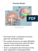 Human Brain: 1 Prepared by A.Devasena Asso - Prof./ECE, Dhanalakshmi College of Engg