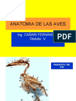 Anatomia de Las Aves