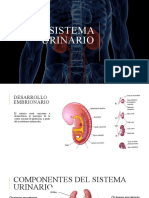 Sistema Urinario F