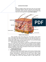 Sistem Integumen