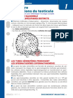 Fiche Defibac Structure Et Fonctions Du Testicule