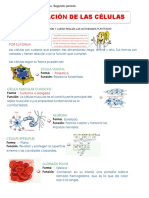 Clasificación de Las Células PDF