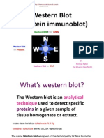 Western Blot