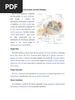 Nervio Vestibulococlear, Anatomía