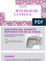 Infertilidad de La Yegua Alexia