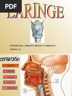 Laringe - Anatomia I