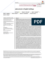 Polyclonal B-Cell Lymphocytosis in English Bulldogs