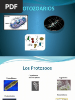 Protozoarios