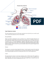 Respiratory System: Nose and Nostrils